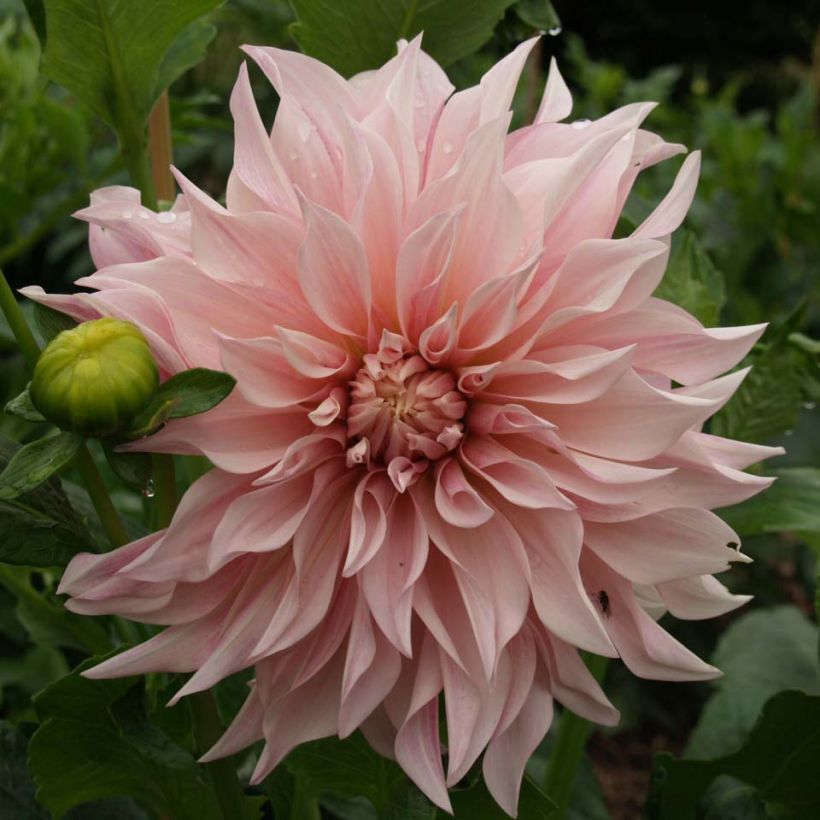 Dahlia géant Café au Lait rosé (Flowering)