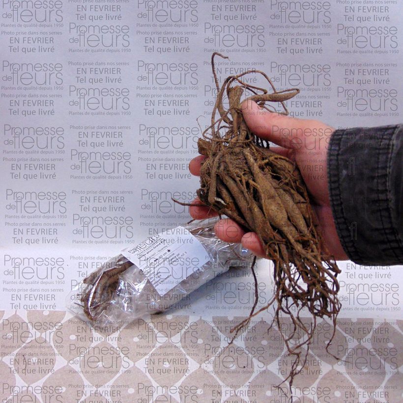 Example of Dahlia géant Grand Prix Bulbe calibre I as you get