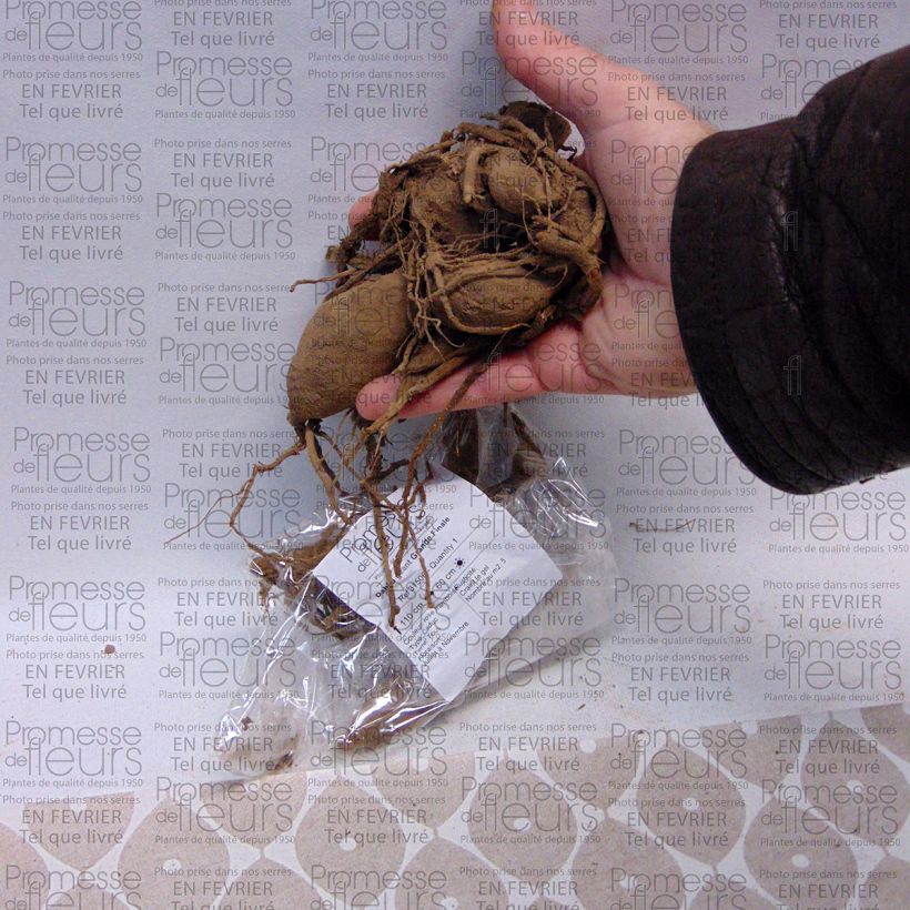 Example of Dahlia géant Grande Finale Bulbe calibre I as you get