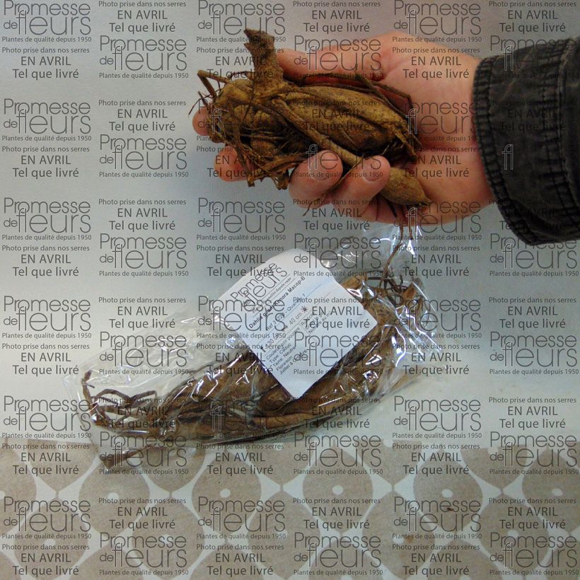 Exemple de spécimen de Dahlia géant Kenora Macop-B Bulbe size I tel que livré