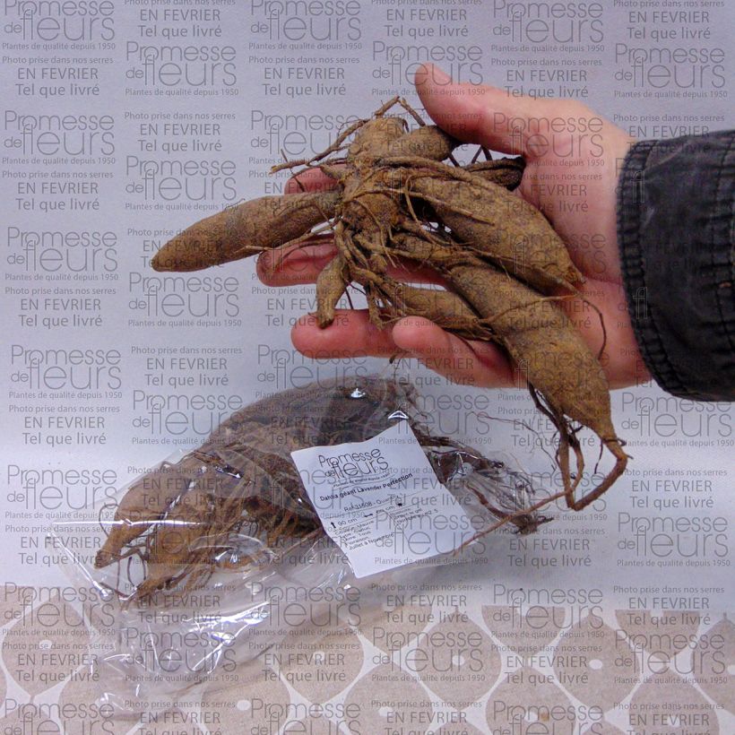 Example of Dahlia géant Lavender Perfection Bulbe calibre I as you get