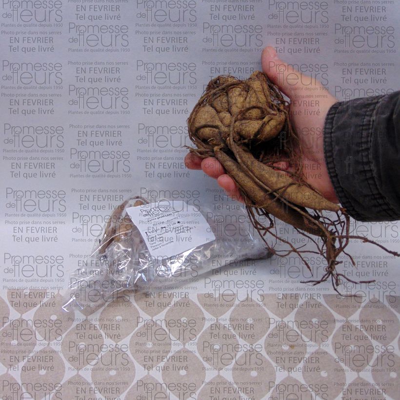 Exemple de spécimen de Dahlia géant Lilac Time Bulbe size I tel que livré