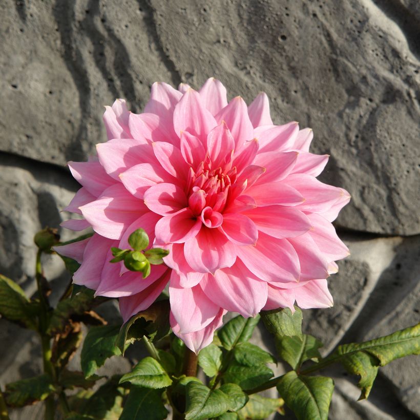 Dahlia géant Otto's Thrill (Flowering)
