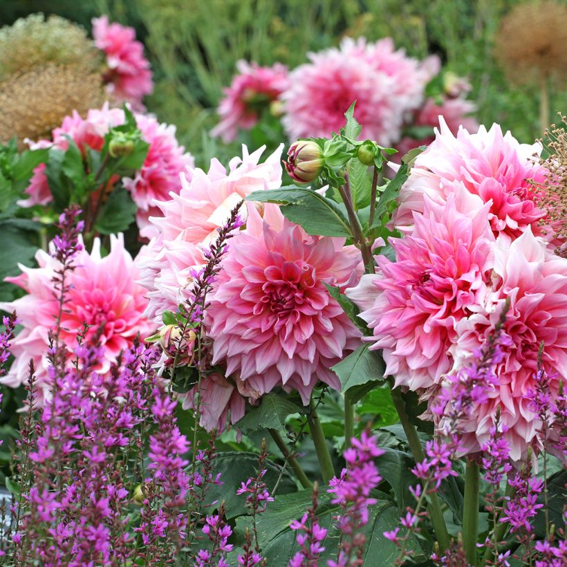 Dahlia géant Otto's Thrill (Plant habit)