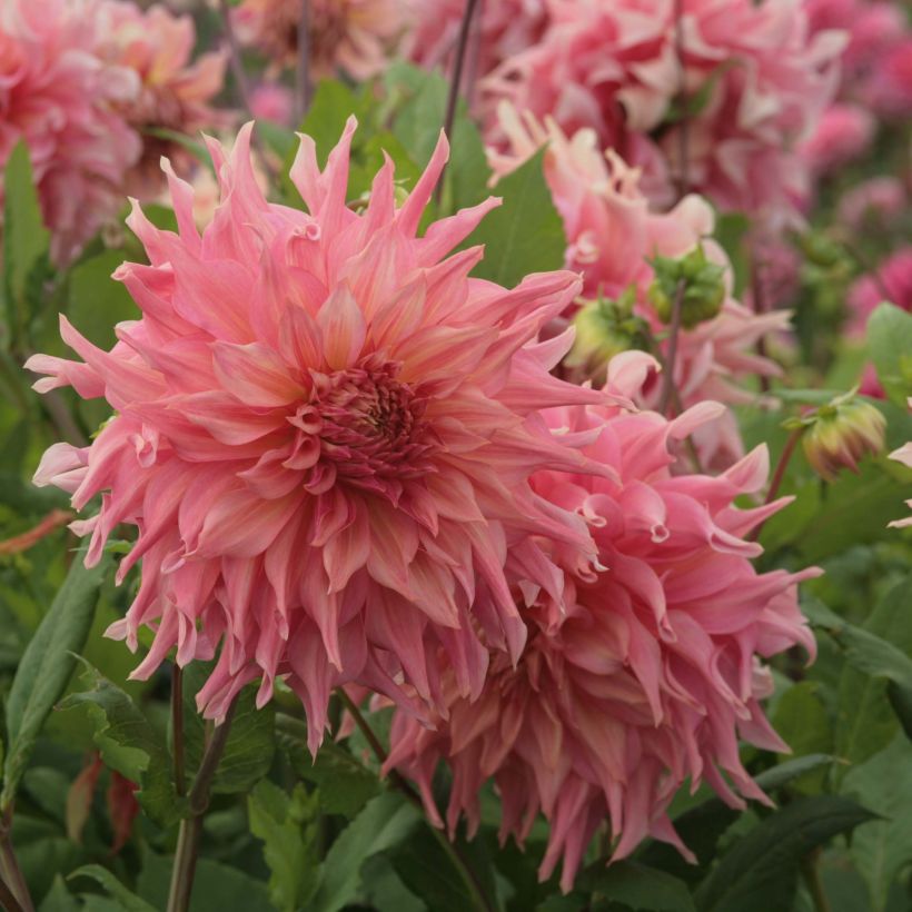 Dahlia géant Penhill Watermelon (Flowering)