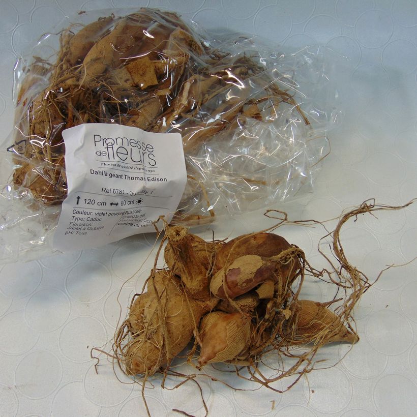 Example of Dahlia géant Thomas Edison Bulbe calibre I as you get