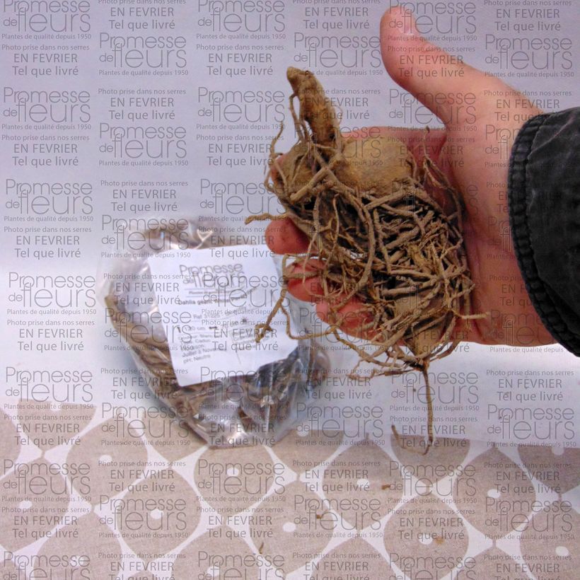 Example of Dahlia géant White Perfection Bulbe calibre I as you get