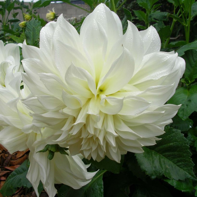 Dahlia géant Fleurel (Flowering)