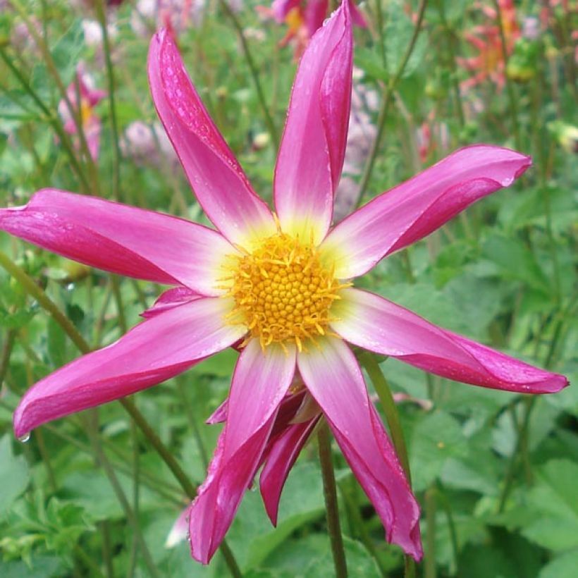 Dahlia Honka Pink  (Flowering)