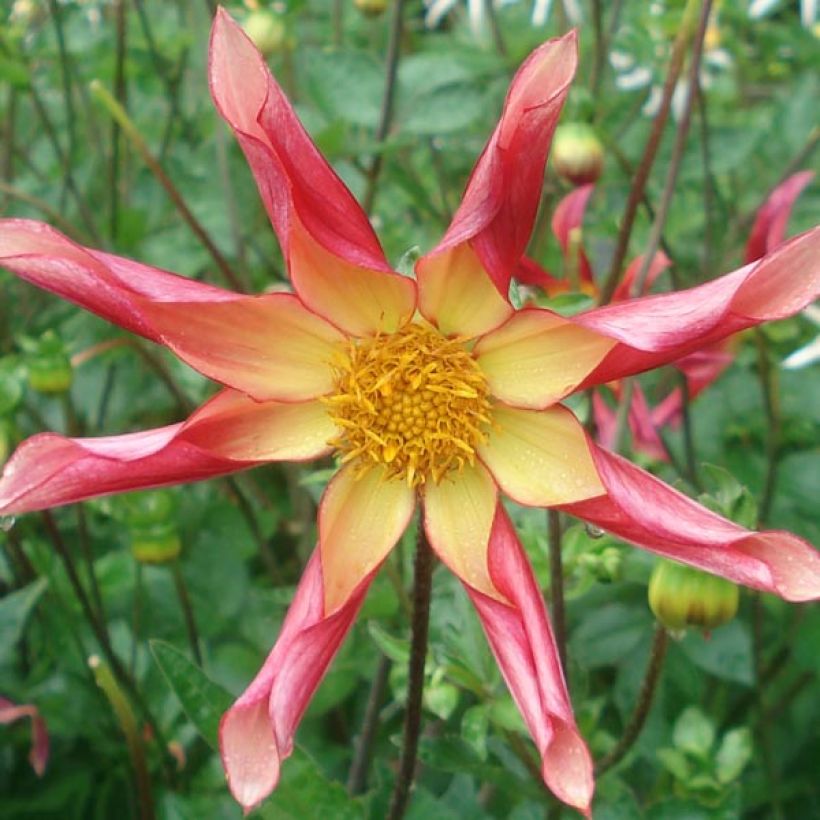 Dahlia Honka Surprise (Flowering)
