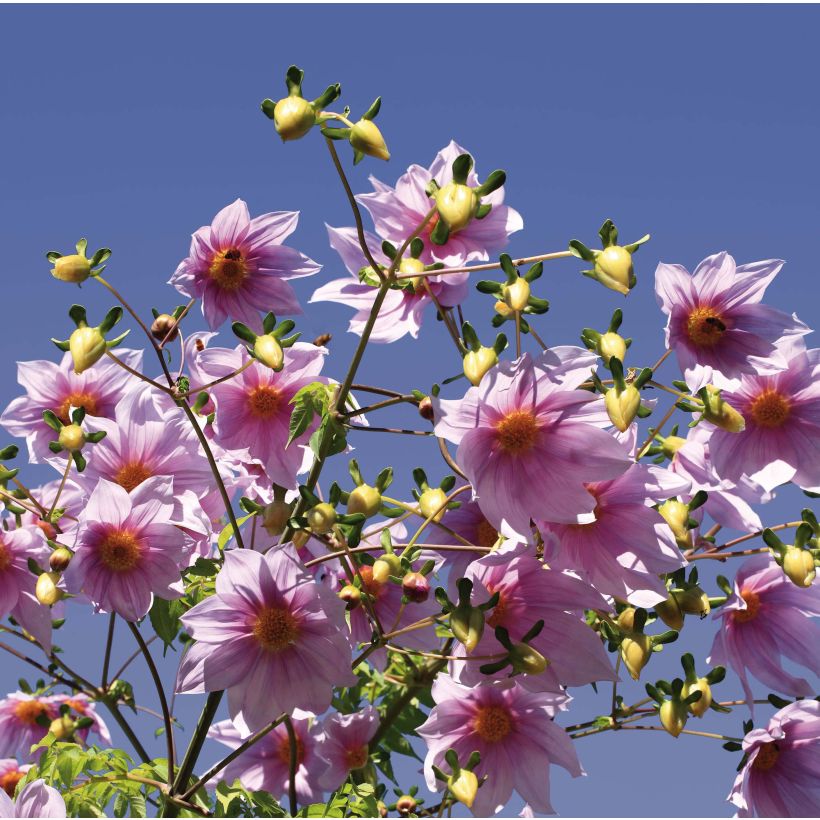 Dahlia imperialis - Dahlia impérial (Flowering)