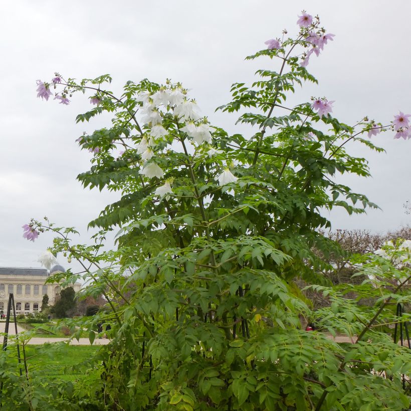 Dahlia imperialis - Dahlia impérial (Plant habit)