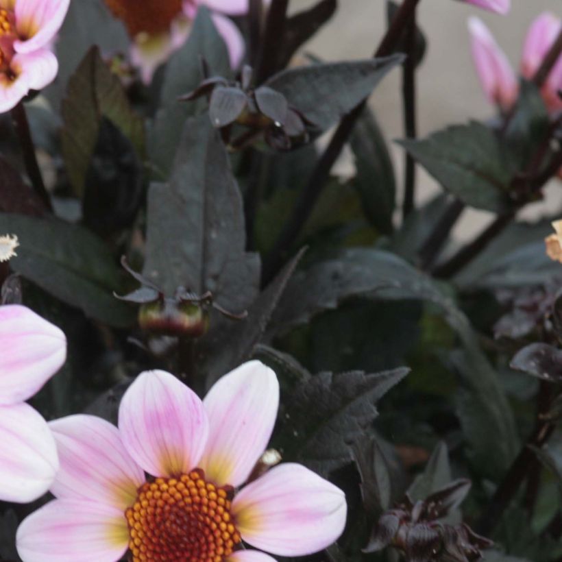 Dahlia nain American Pie (Foliage)