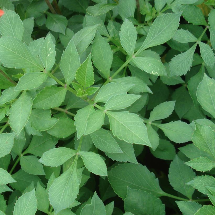 Dahlia nain Jewel Orange (Foliage)