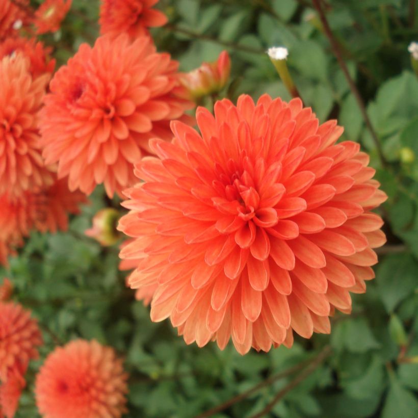 Dahlia nain Jewel Orange (Flowering)