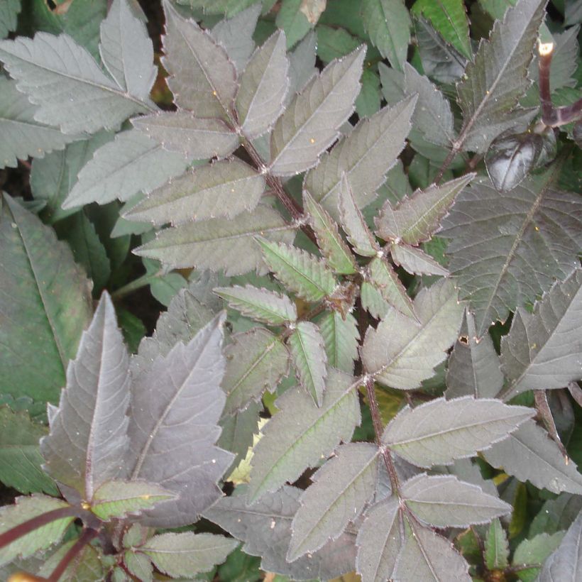 Dahlia nain Pretty Woman (Foliage)