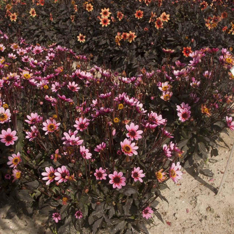 Dahlia nain Pretty Woman (Plant habit)