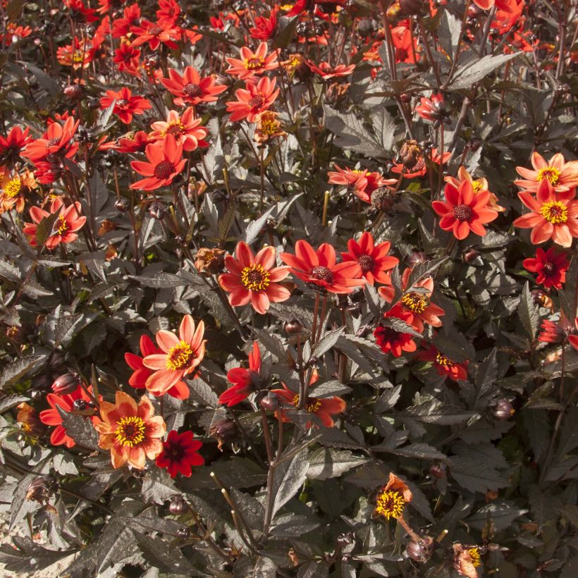 Dahlia nain Pulp Fiction (Flowering)