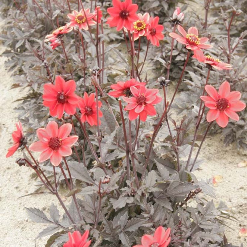 Dahlia nain Pulp Fiction (Plant habit)