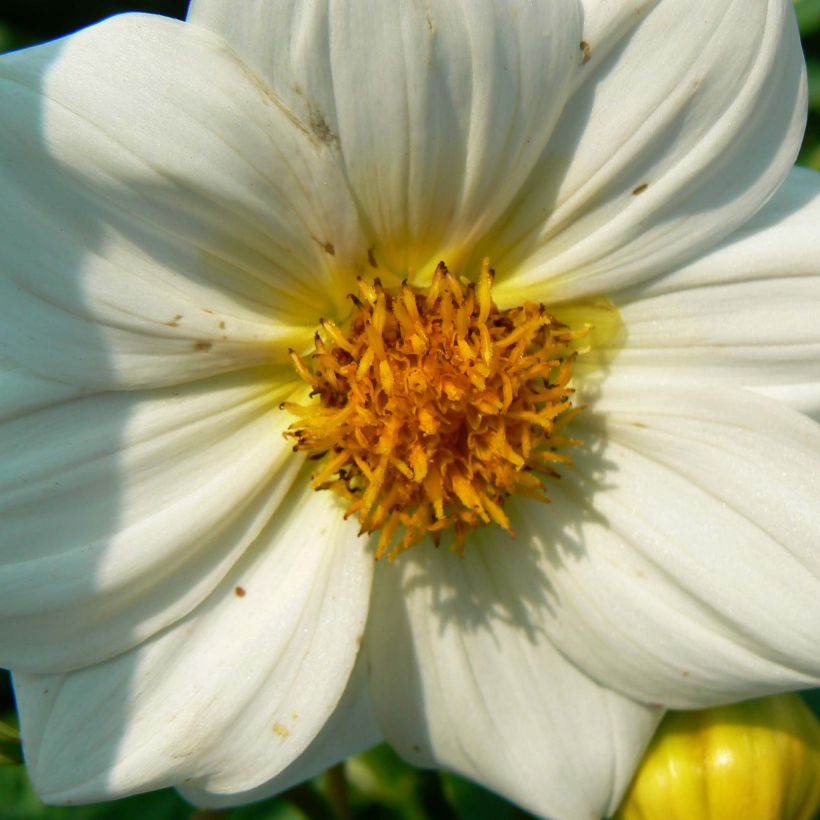 Dahlia nain Sneezy (Flowering)