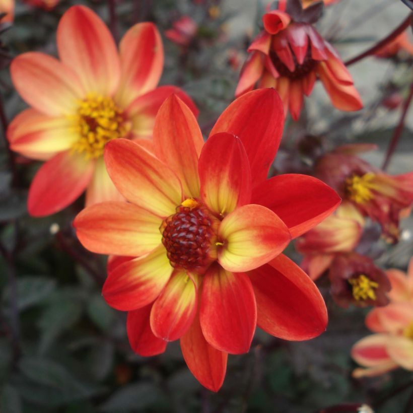 Dahlia nain Star Wars (Flowering)
