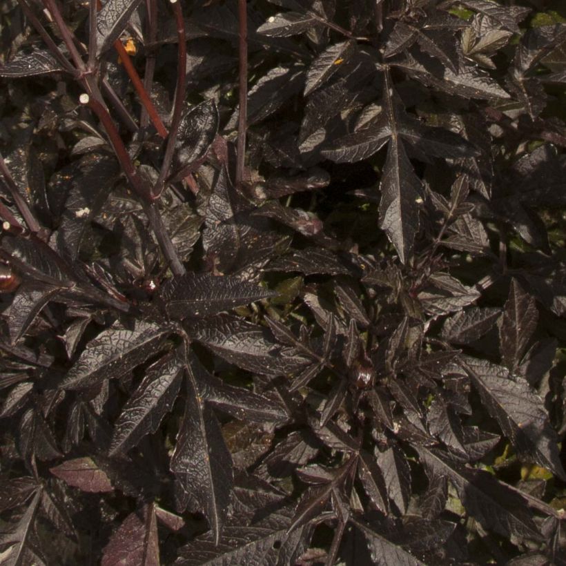 Dahlia nain Taxi Driver  (Foliage)