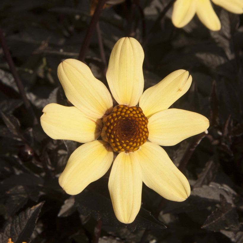 Dahlia nain Taxi Driver  (Flowering)