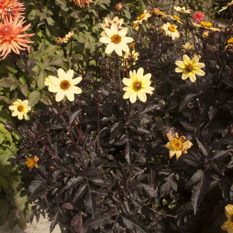 Dahlia nain Taxi Driver  (Plant habit)