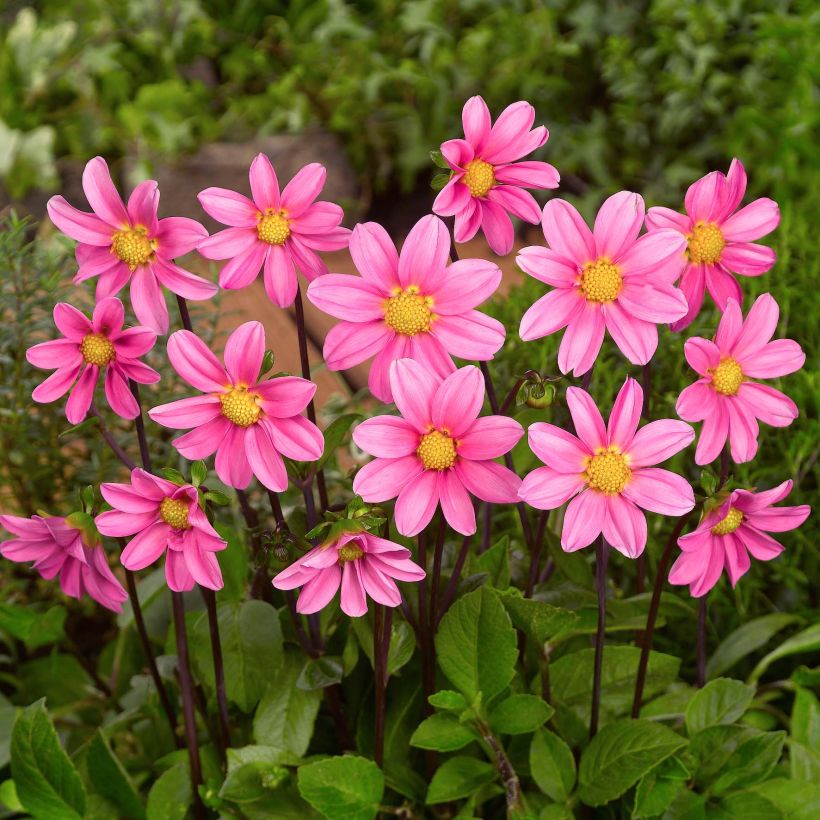 Dahlia nain Topmix Pink (Flowering)