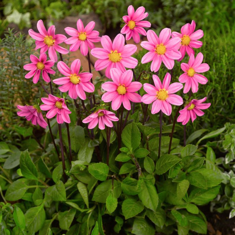 Dahlia nain Topmix Pink (Plant habit)