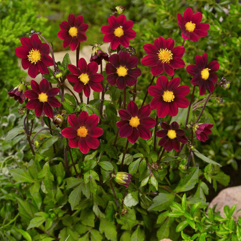 Dahlia nain Topmix Purple (Plant habit)