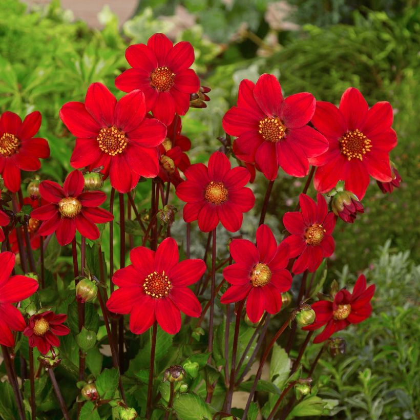 Dahlia nain Topmix Red (Flowering)