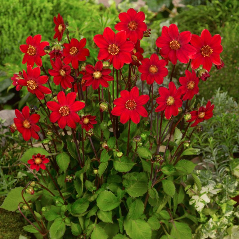 Dahlia nain Topmix Red (Plant habit)