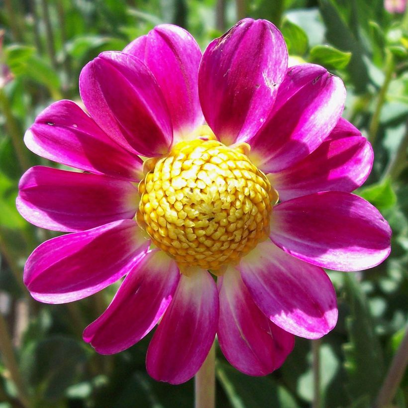 Dahlia nain Topmix Sweetheart (Flowering)