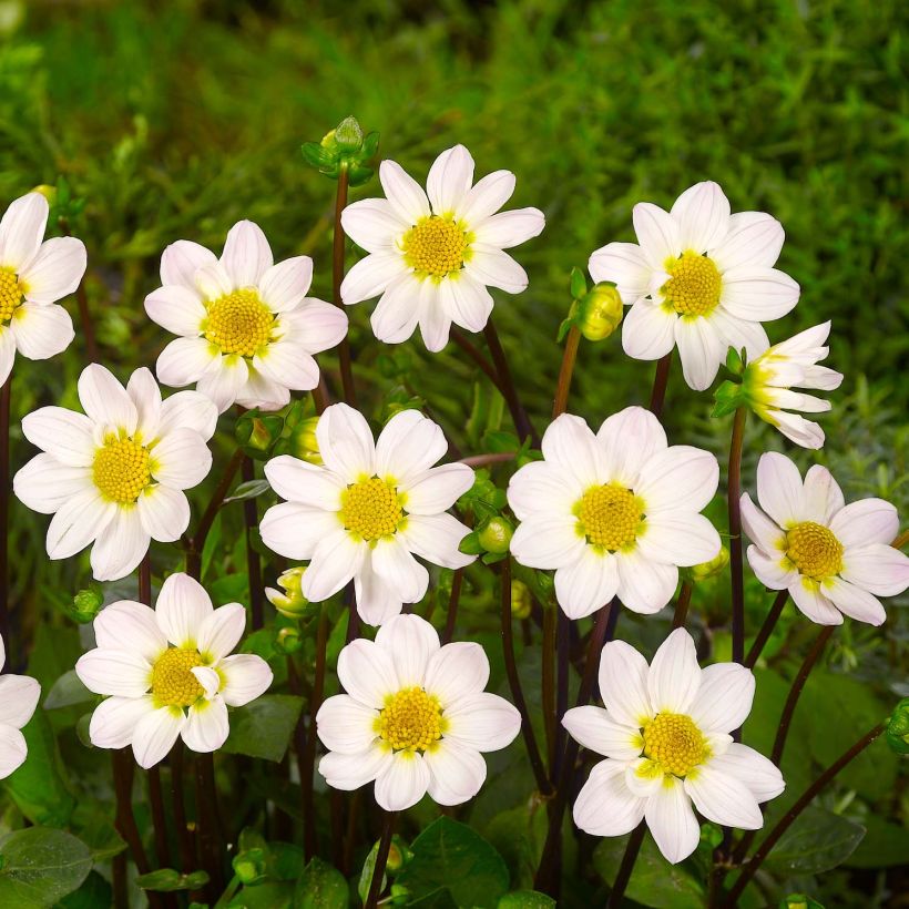 Dahlia nain Topmix White (Flowering)