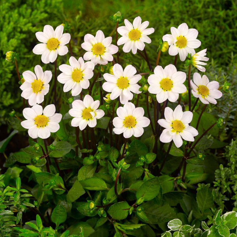 Dahlia nain Topmix White (Plant habit)