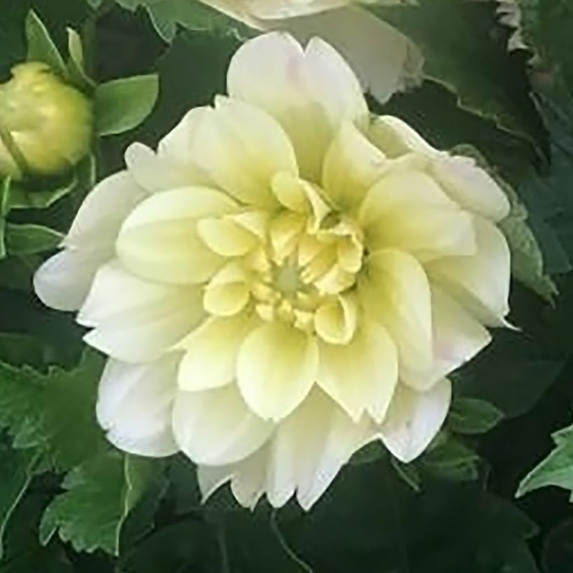 Dahlia nain décoratif Berliner Lemon (Flowering)