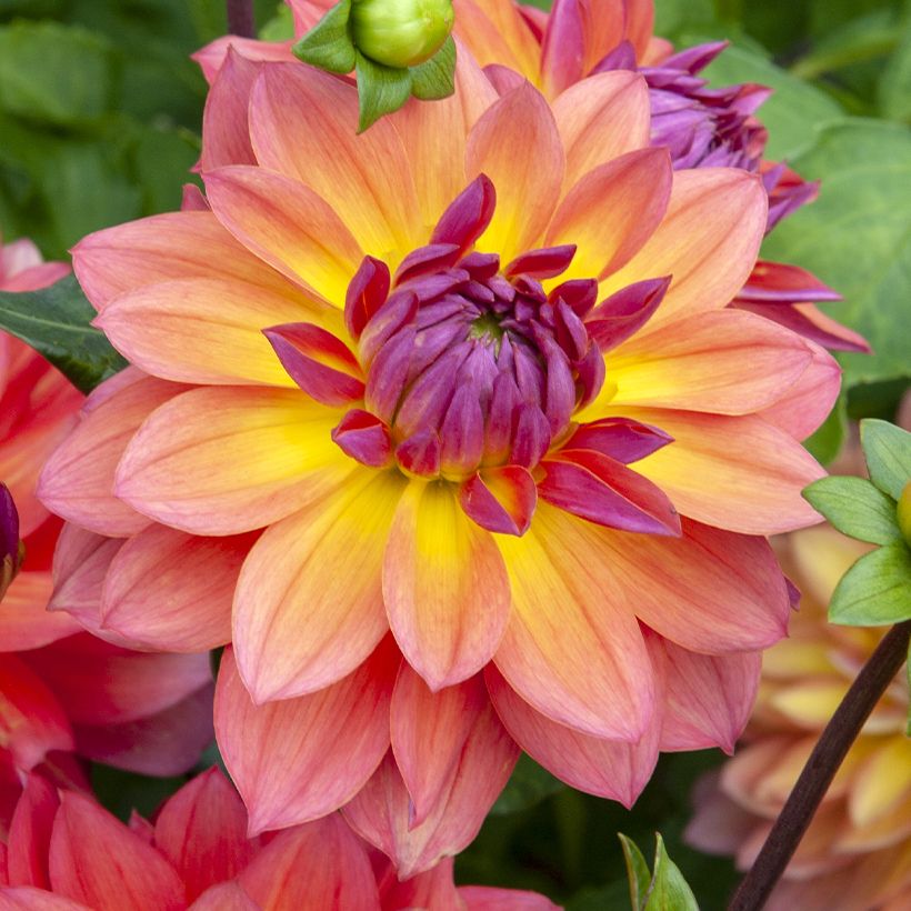 Dahlia nain décoratif Firepot (Flowering)