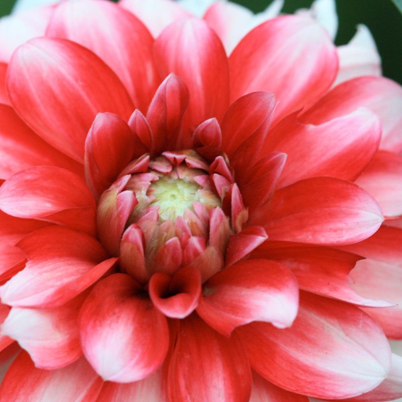 Dahlia nain double Little Tiger (Flowering)