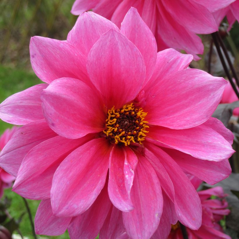 Dahlia paysage Fascination (Flowering)