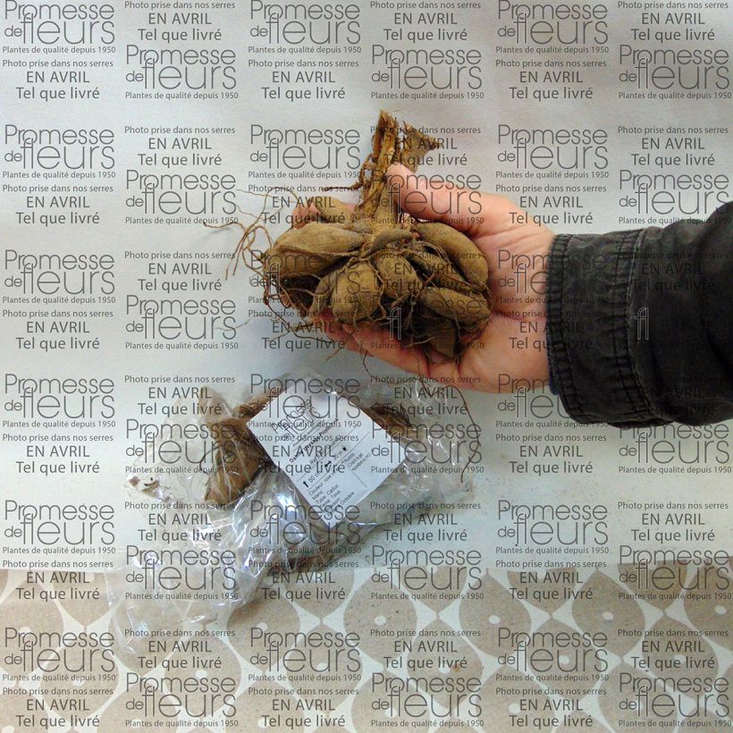 Example of Dahlia paysage Priceless Pink Bulbe calibre I as you get