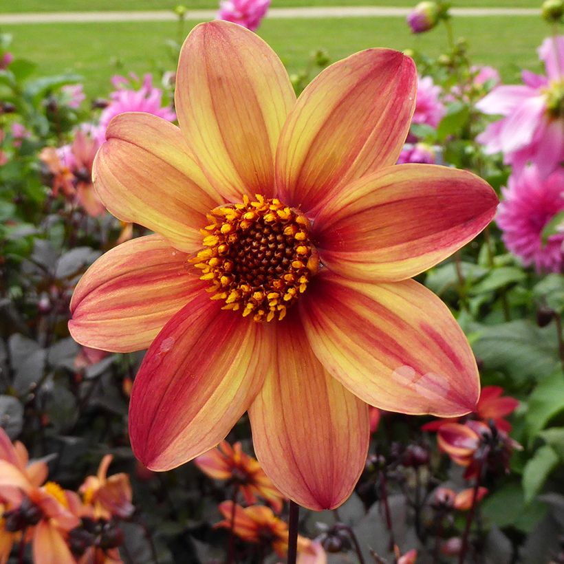 Dahlia paysage Schippers Bronze (Flowering)