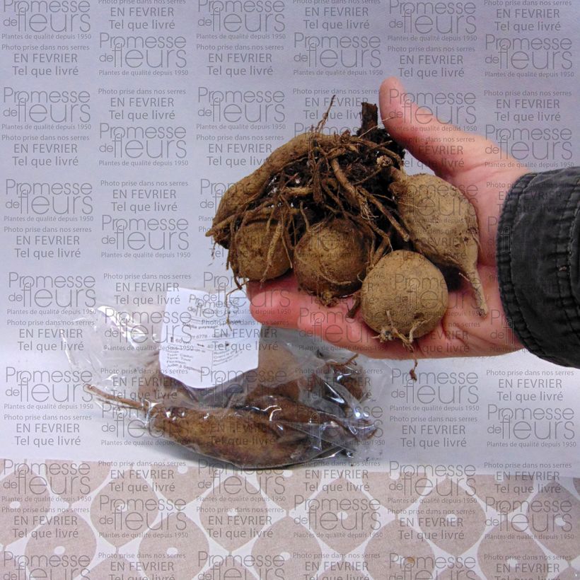 Example of Dahlia paysage Sunshine  Bulbe calibre I as you get