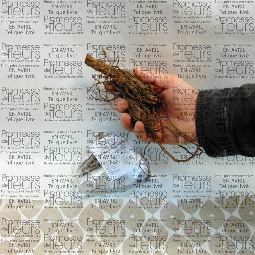 Example of Dahlia paysage Twyning's Smartie Bulbe calibre I as you get