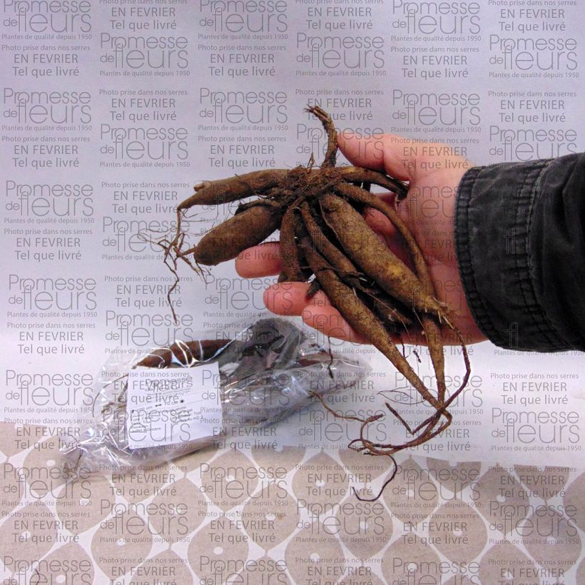 Example of Dahlia pompon Icoon Bulbe calibre I as you get