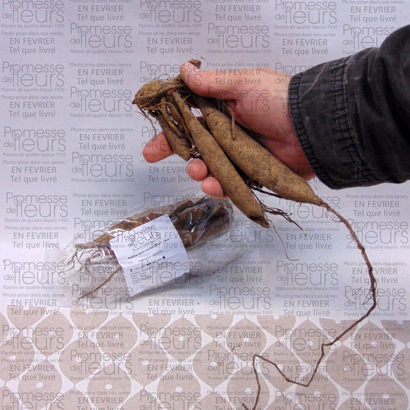 Example of Dahlia semi-cactus Black Jack Bulbe calibre I as you get