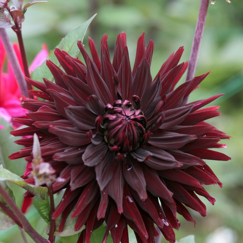 Dahlia semi-cactus Black Jack (Flowering)