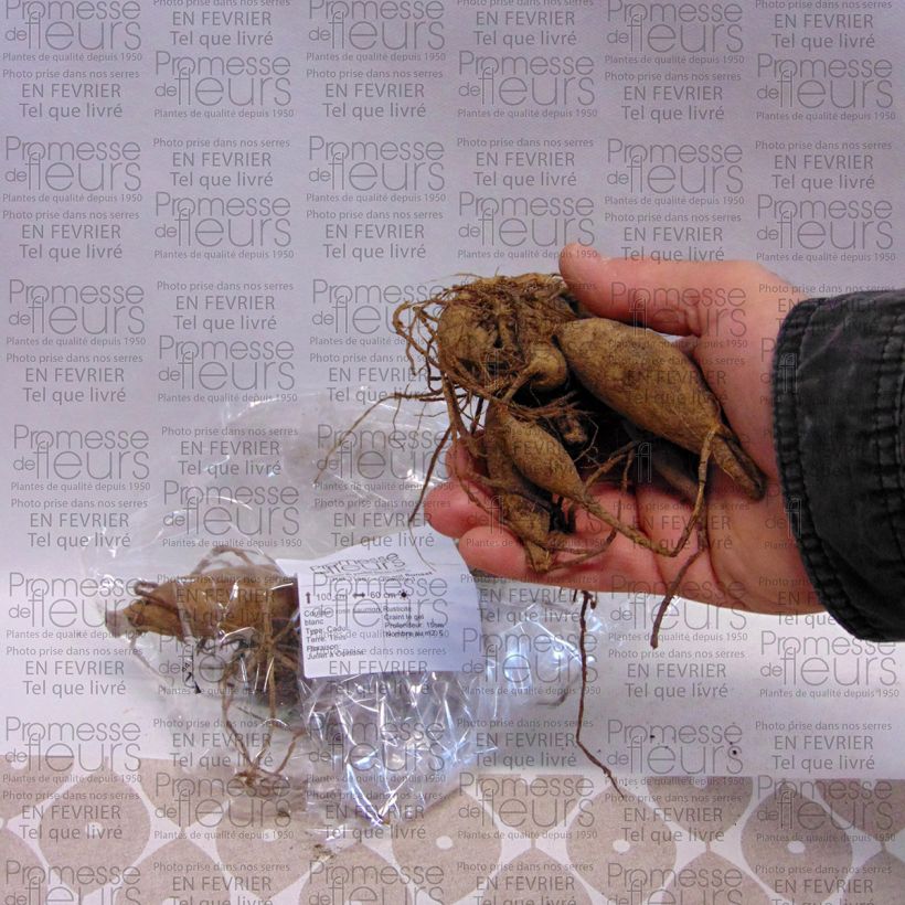 Example of Dahlia semi-cactus Okapi Sunset Bulbe calibre I as you get