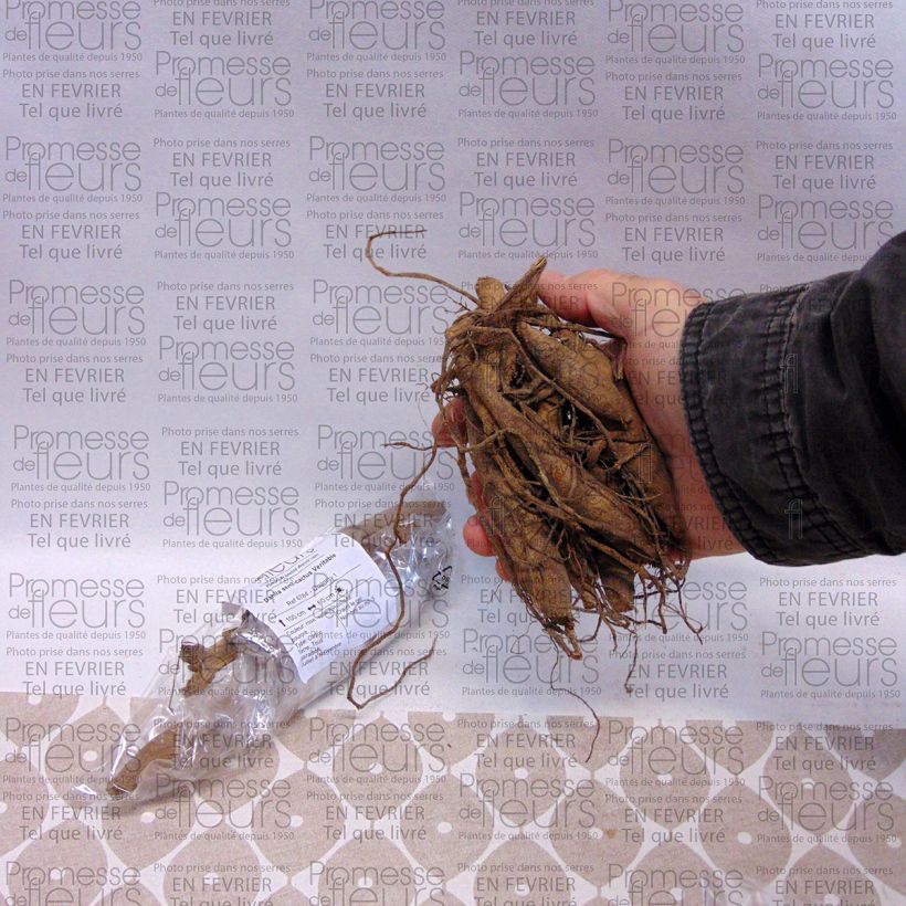 Example of Dahlia semi-cactus Veritable Bulbe calibre I as you get