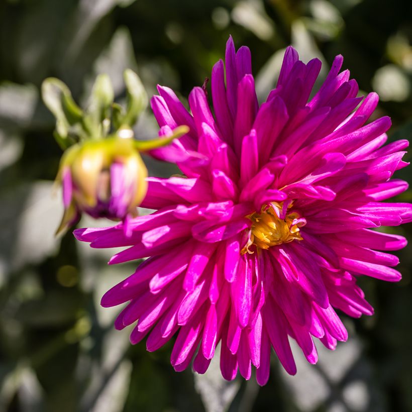Dahlia semi cactus Purple Gem (Flowering)